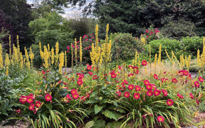 I Love Hemerocallis EARLYBIRD CARDINAL™