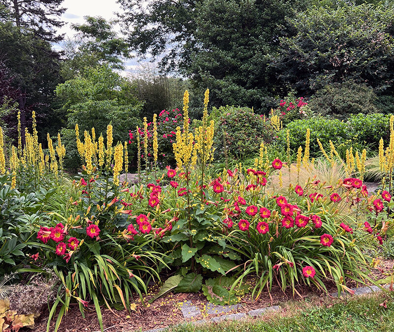 I Love Hemerocallis EARLYBIRD CARDINAL™