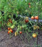 early blight on tomatoes in new area