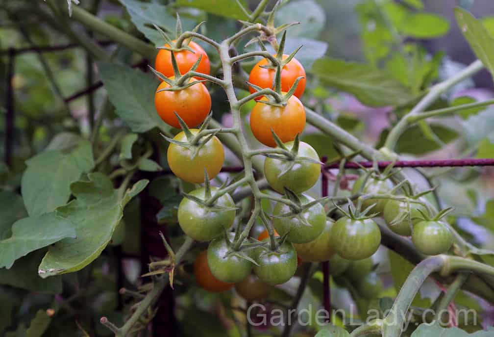 There are some tomatoes that aren't as prone to early blight, of course. We've found that Sungold cherry tomatoes aren't as prone to the fungus, and Mountain Magic are the most early-blight resistant plants sold.