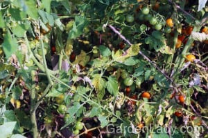 early blight on tomatoes in new area