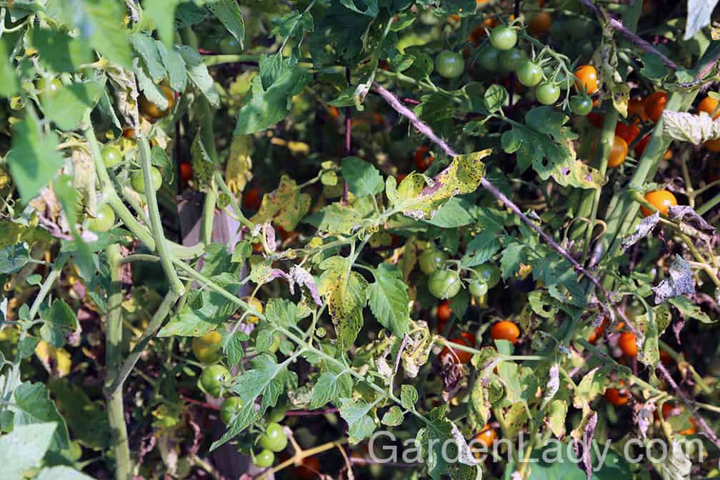 This is how early blight looks on a tomato plant. The lower leaves turn yellow and show black spots. This moves up the plants from bottom to top.