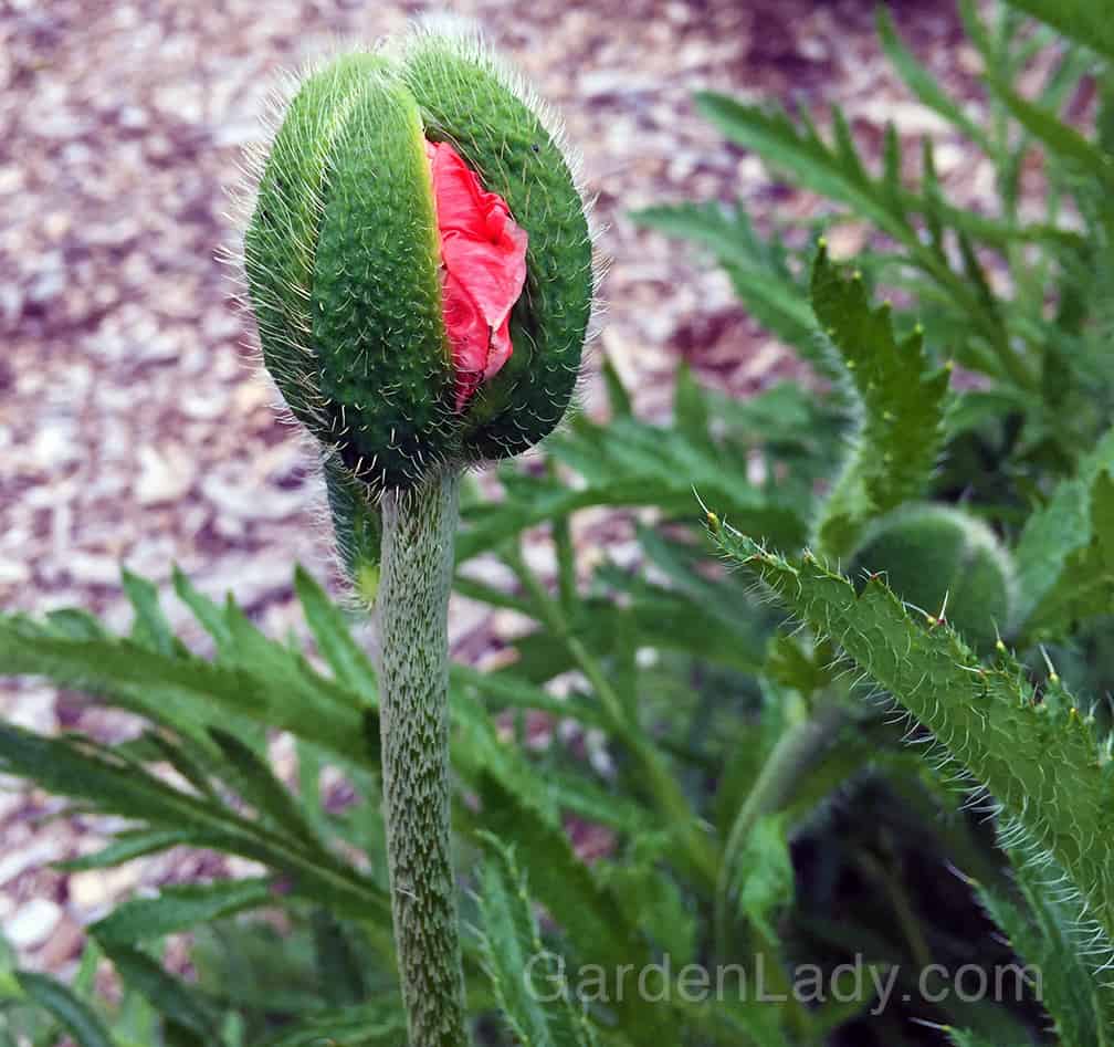 The oriental poppies are also lovely in their unfolding. If you have this perennial, be sure to check it daily so you can appreciate the wonder of the process.