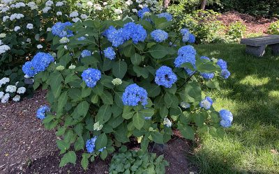 How To Grow Blue Hydrangeas