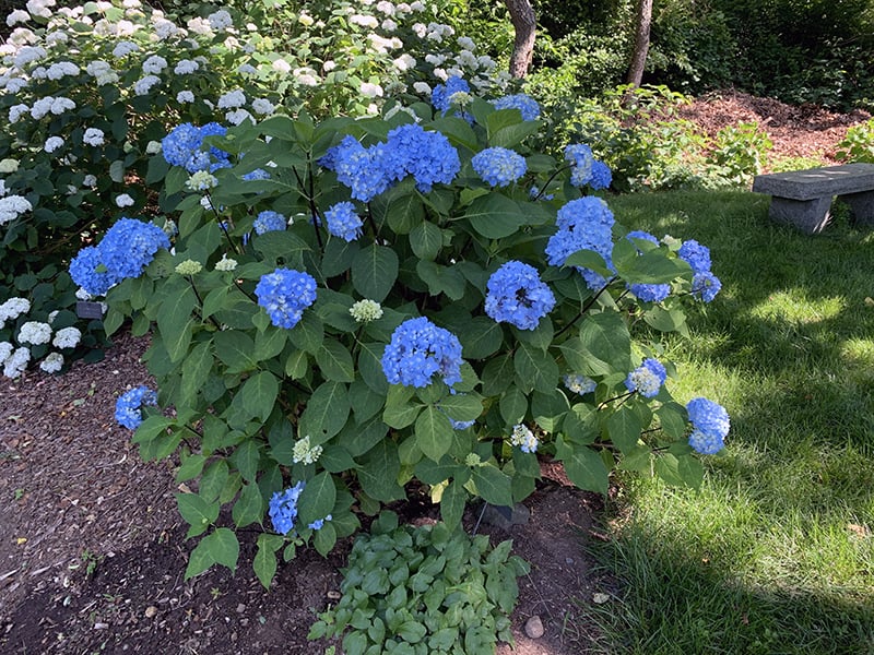 Image of Blue Hydrangea full sun, in garden