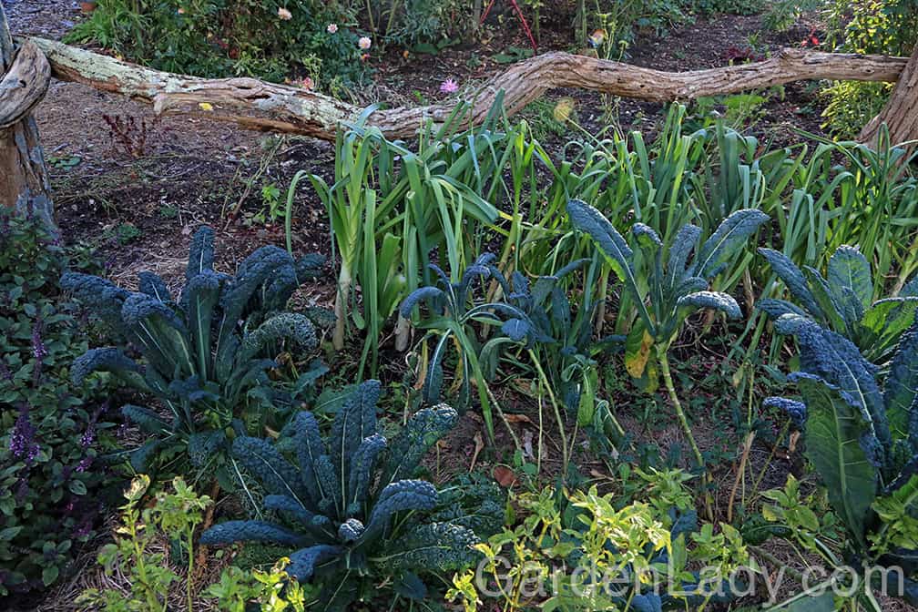 There are many leeks and Tuscan kale plants that will be producing well into January. Leeks can be harvested one at a time and if the lower, older leaves are cut off of the kale plants they will continue to grow and make more into the winter months.