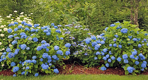 Why Doesn’t my  Blue Hydrangea Bloom?