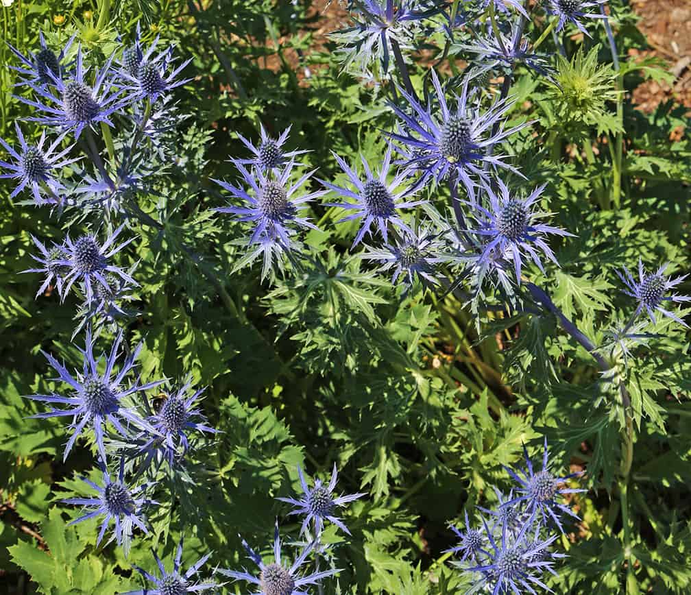 It's the spiky, thistle-like flowers that are so wonderful in this sea holly.