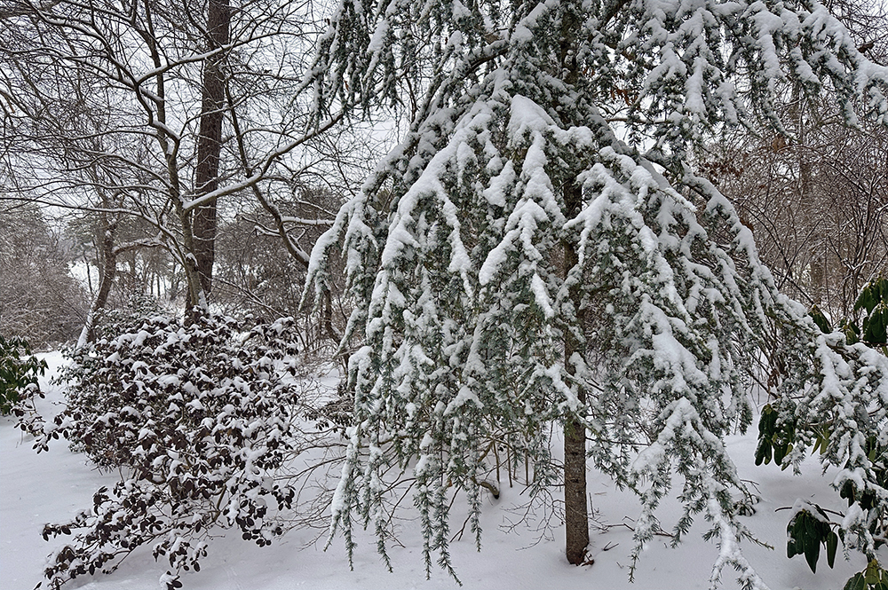 evergreens and water
