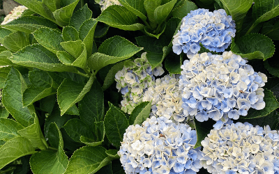 I Love Hydrangea macrophylla ‘Hokomarevo’ aka Hydrangea Everlasting Revolution