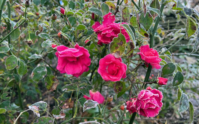A Postcard From Fall Roses