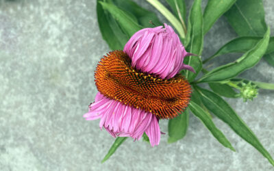 A Postcard From Fasciated Plants