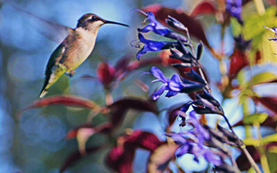 I Love Salvia guaranitica ‘Black and Blue’