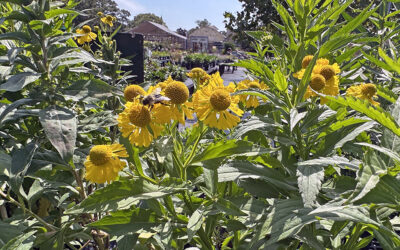 When Planting, Keep In Mind “Who Does it Feed?”