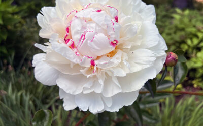 A Postcard From Peonies