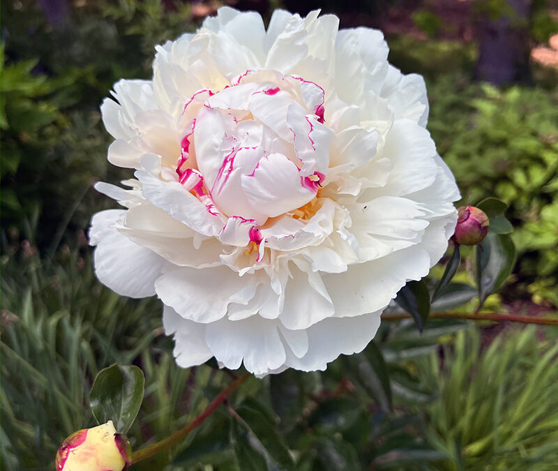 A Postcard From Peonies