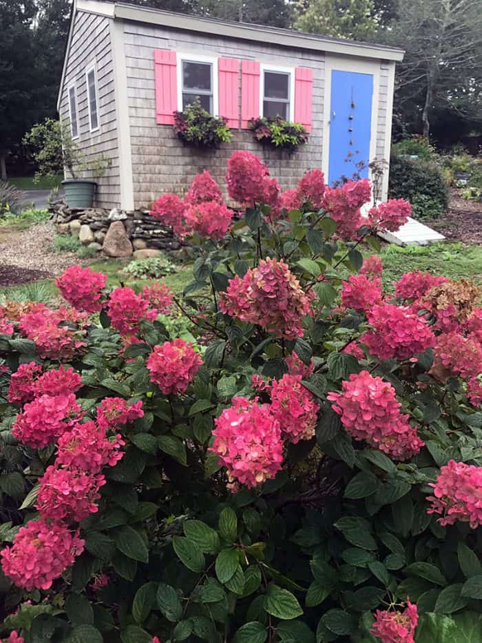 I Love the Fire Light Hydrangea | GardenLady.com