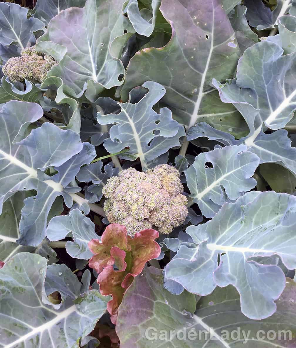 Here is a typical home-grown broccoli head. (The bronze leaf peeking up below it is a random lettuce leaf.)  This broccoli is ready to harvest.