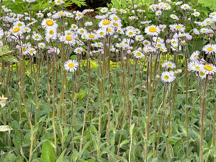 A Postcard From Erigeron Pulchellus