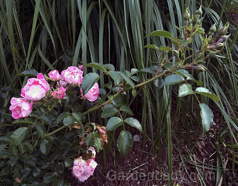 This is exactly what this rose does. As the older flowers are fading, it's making new buds! 