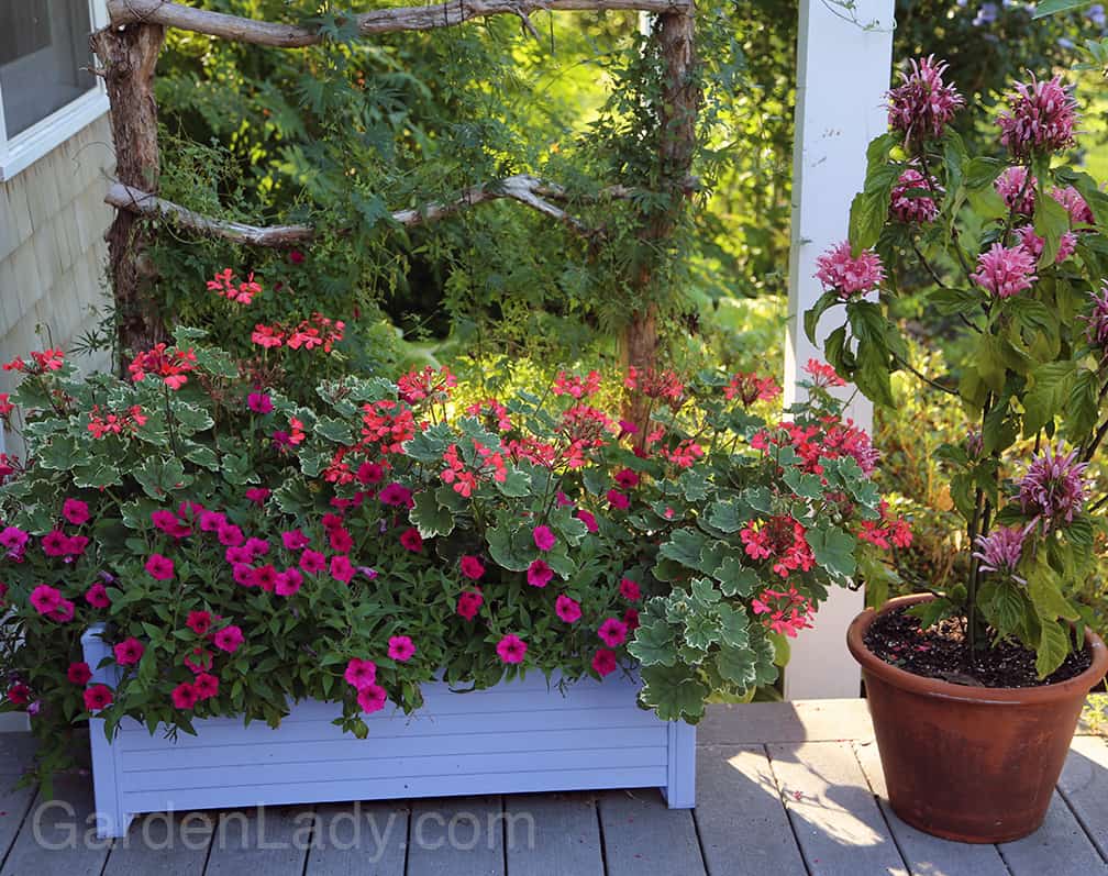And what would a container garden be without some flower power?  This year I planted Evka cascading geraniums (3) with 2 Supertunia Vista Fuchsia petunias. On the trellis are Eccremocarpus scaber 'Pink Lemonade' and a cardinal climber  Ipomoea x multifida to attract more hummingbirds. 
