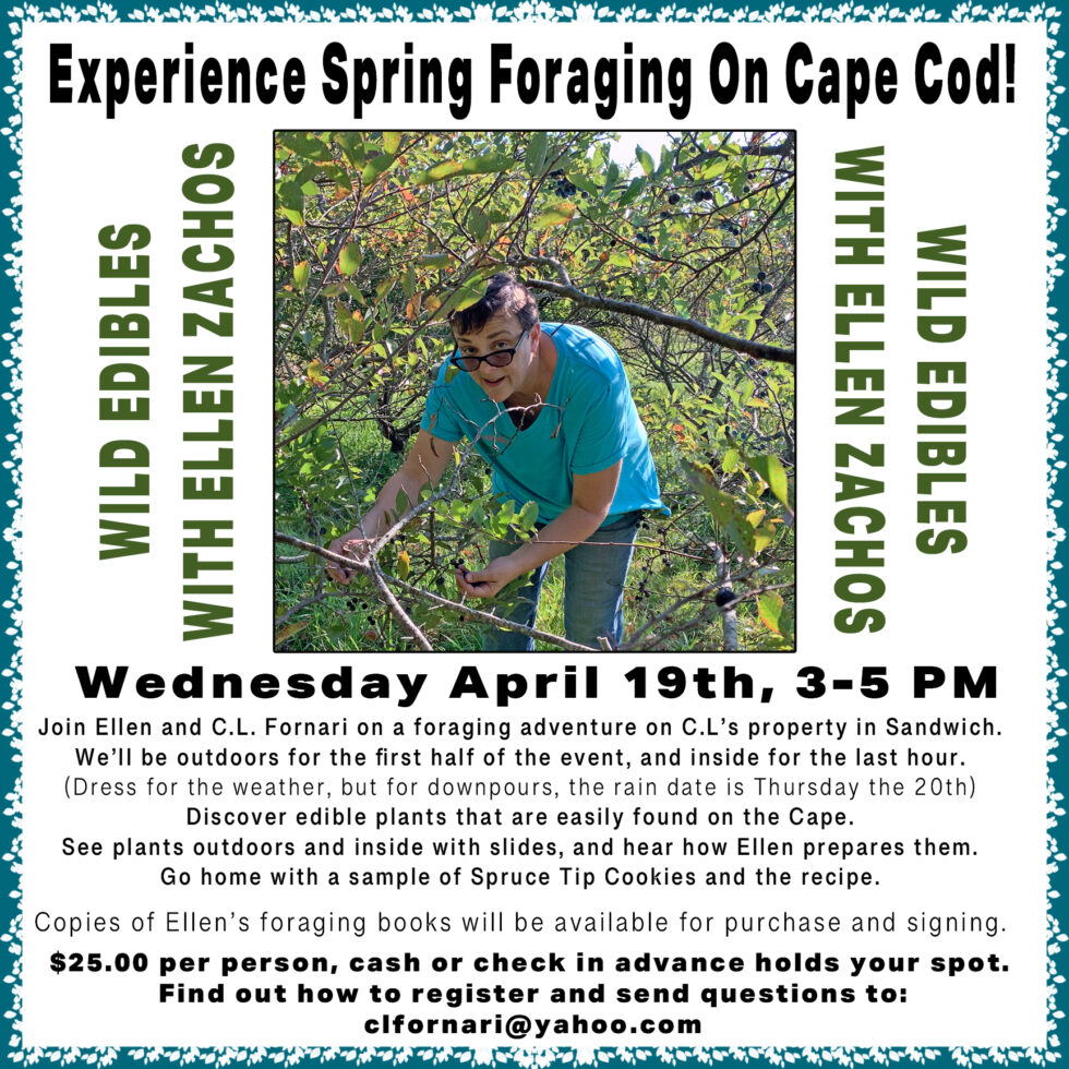Spring Foraging on Cape Cod
