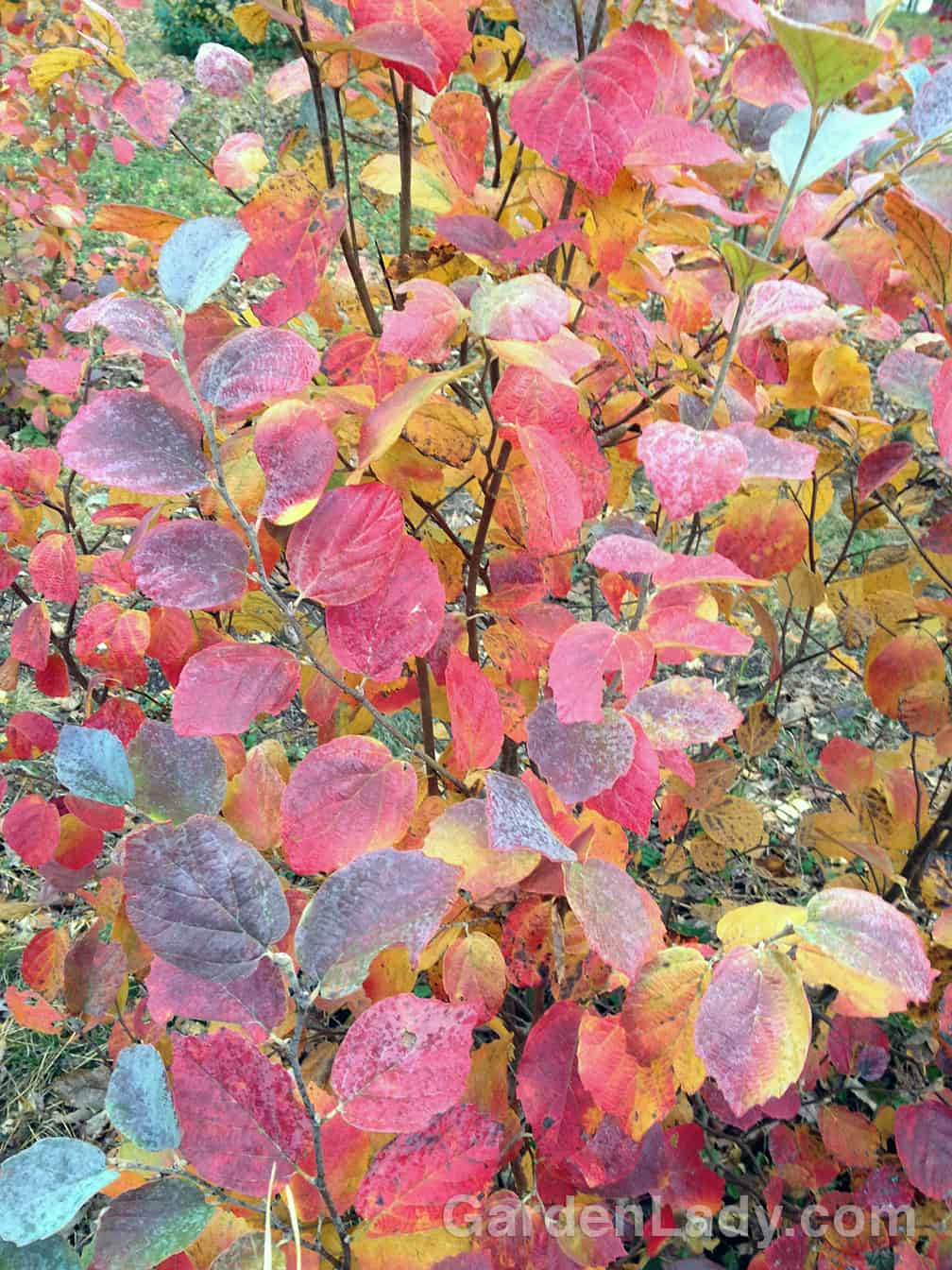 Even as we feel sorry that the days grow shorter, Fothergilla Blue Shadow has the ability to cheer us up.