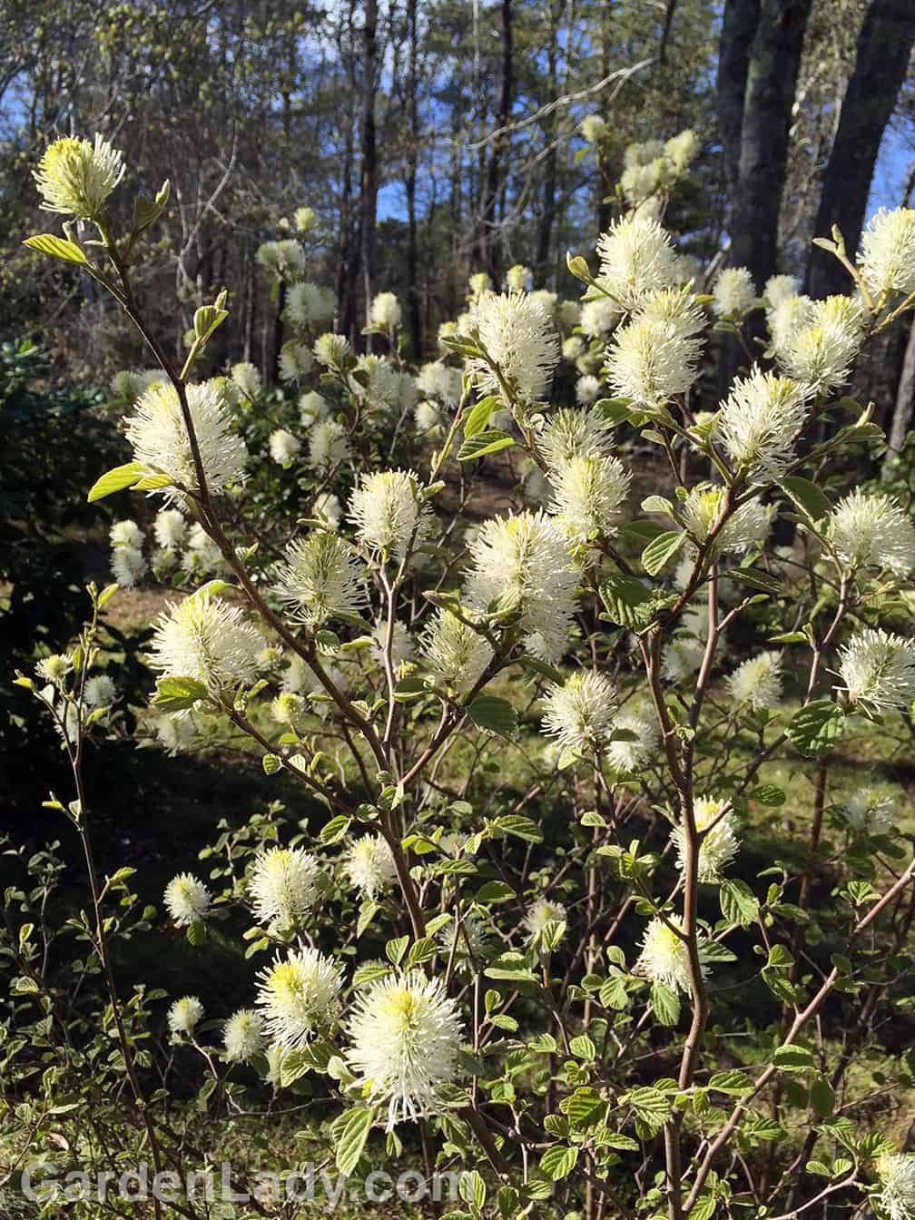 For several weeks in the early spring Fothergilla flowers are also cheerful.