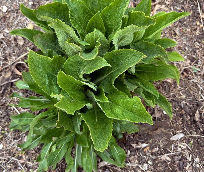 Is This A Foxglove?