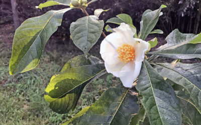 Trees for the Northeast that Flower in Late Summer