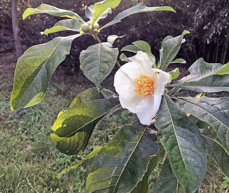 Trees for the Northeast that Flower in Late Summer