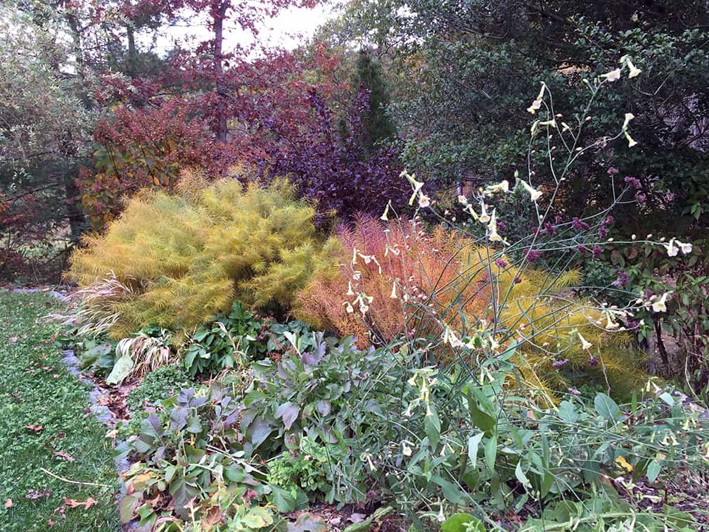 In 2015 my lakeside perennial bed looked like this on October 27th. The Amsonia hubrichtii was in full, yellow, fall color and most of the annuals had already been cleared from the beds because they had died in earlier frosts.
