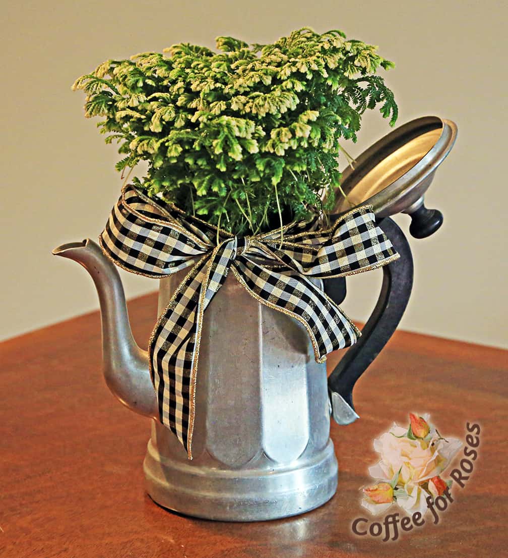 And finally, my personal favorite, a frosty fern is popped into a vintage aluminum coffee pot and ornamented with a classic black and white check ribbon. 