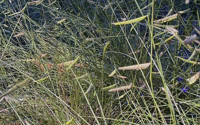 I Love Bouteloua gracilis ‘Blonde Ambition’ aka blue grama