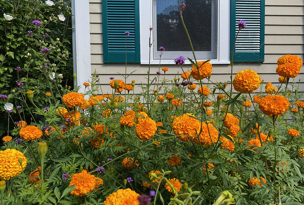 A Postcard From Marigolds