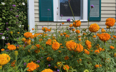 A Postcard From Marigolds