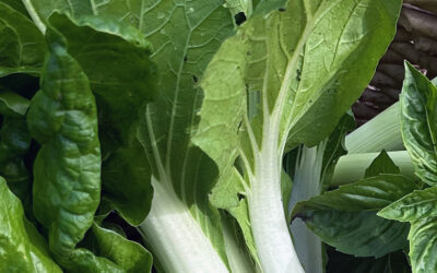 I Love Baby Pak Choi aka Brassica rapa var. chinensis