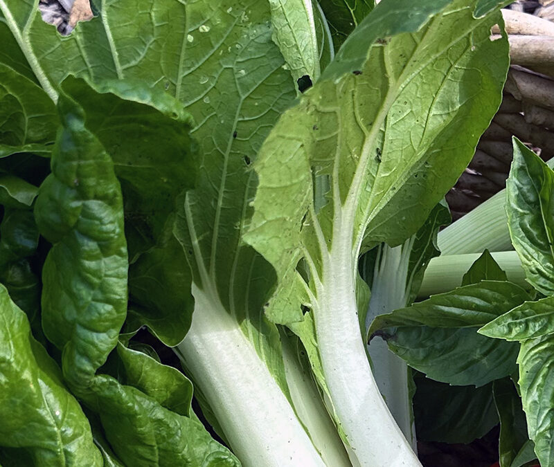 I Love Baby Pak Choi aka Brassica rapa var. chinensis