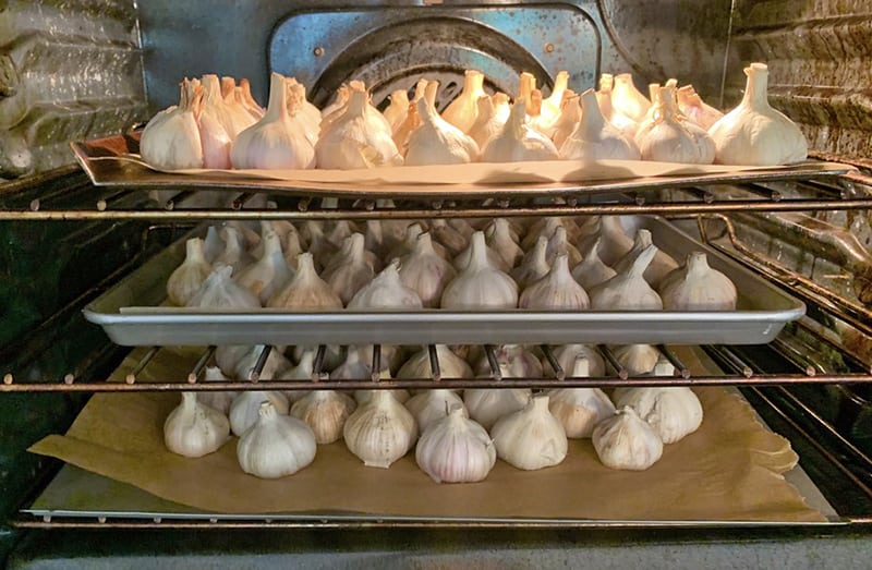 Preserving Home Grown Garlic