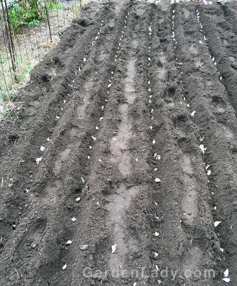 Make trenches in the soil that are 3 to 4 inches deep. We space our trenches about 18" apart in our garden so that in the spring lettuce can be planted in between the garlic plants. If you are growing in raised beds or smaller spaces you can put the rows about 8 inches apart.  Put the cloves of garlic in the trenches  with the flat side down. Space the cloves about 6 to 8 inches apart so that the new heads of garlic will be able to grow large without hitting the neighboring garlic.  After the trenches are filled push the soil over the cloves and water the area well to settle the soil and allow good contact between the cloves and the ground.