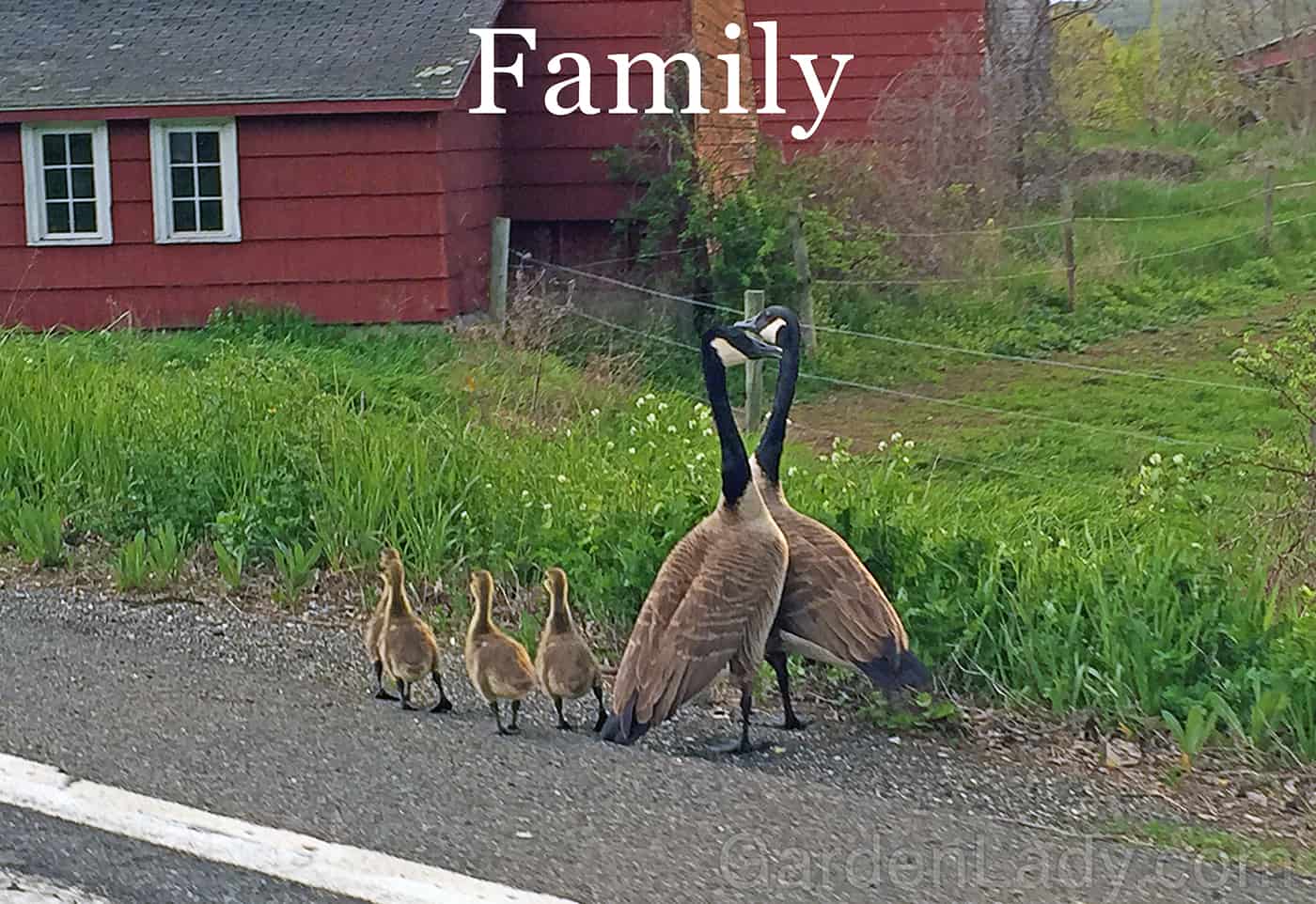 geese_family_fornari