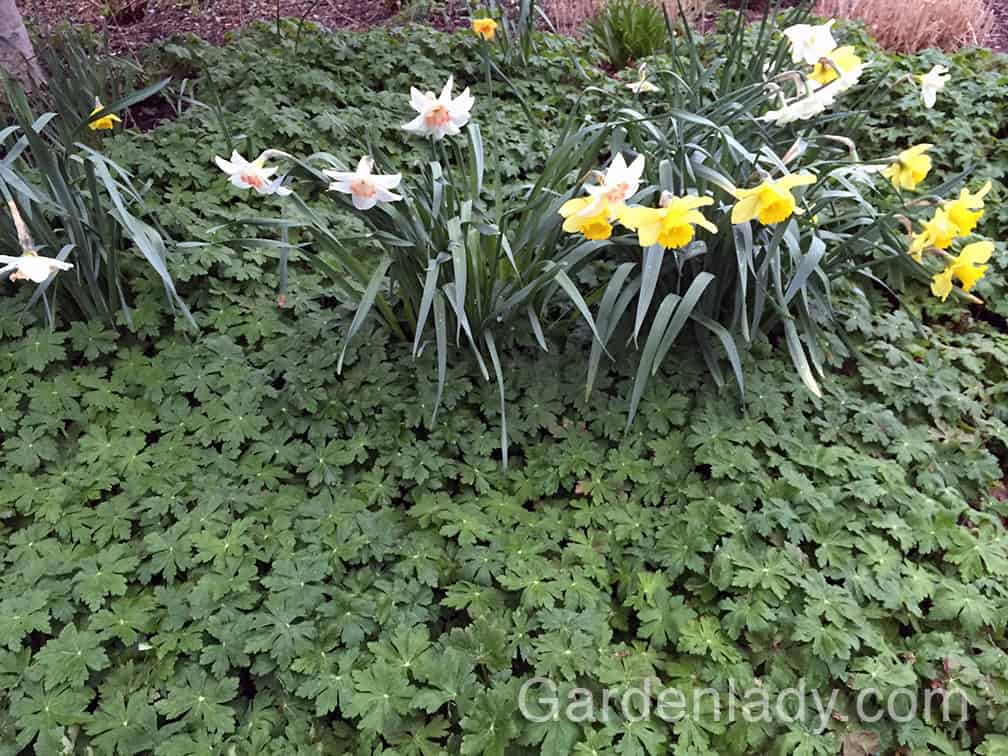 This perennial plays well with daffodils too!