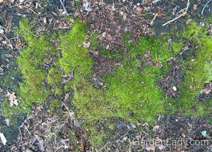 This moss thrives on a very compact slope where few other plants will grow.