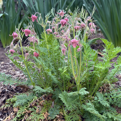 I Love Geum triflorum aka Prairie Smoke | GardenLady.com