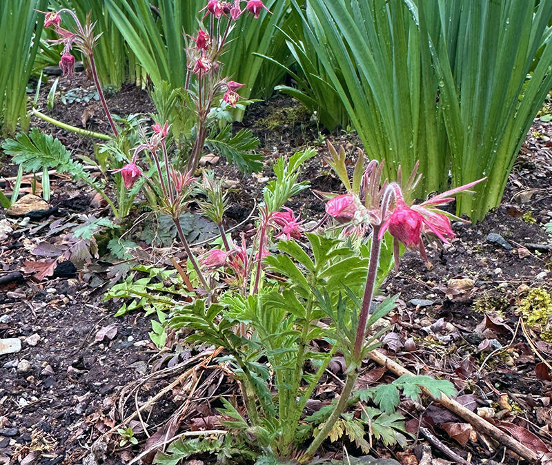 I Love Geum triflorum aka Prairie Smoke