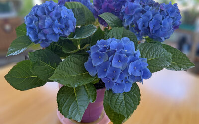 Hydrangea Booty Call Plants