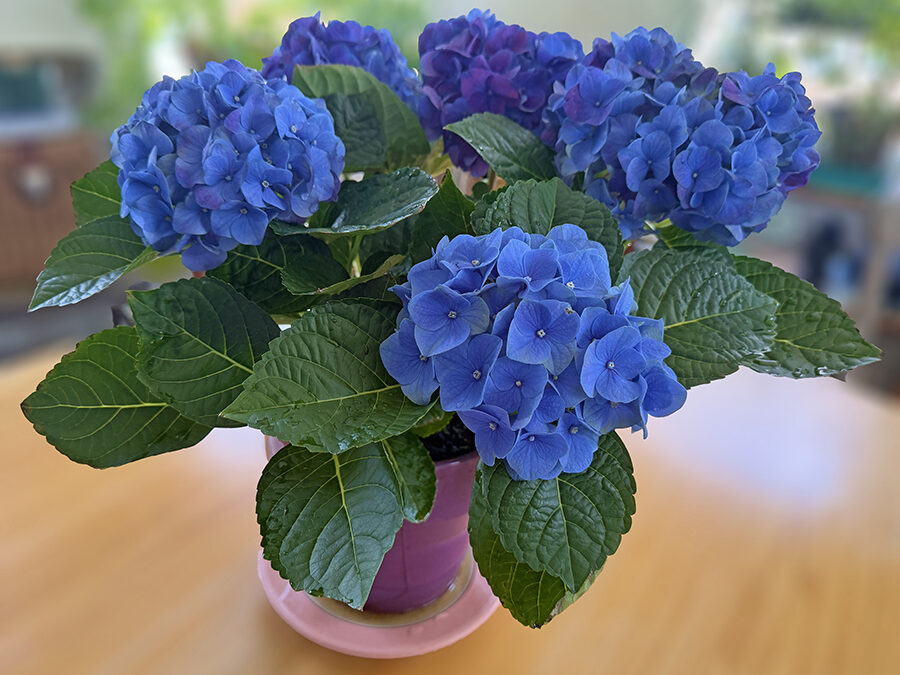 Hydrangea Booty Call Plants