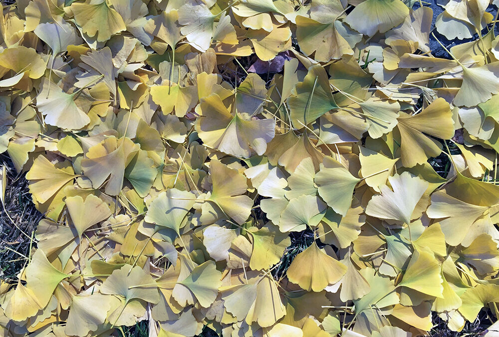 A Postcard From Ginkgo ~ Deciduous Plants