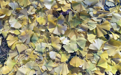A Postcard From Ginkgo ~ Deciduous Plants