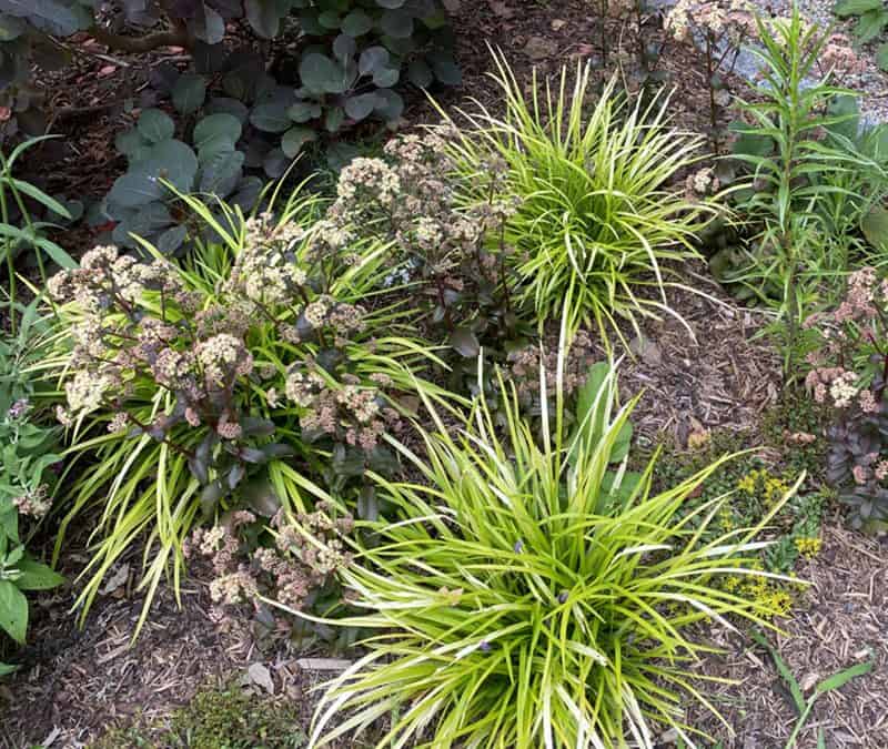 I Love Liriope muscari ‘Peedee Ingot’ 